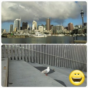 Viaduct Harbour, un air d'amérique... où je me suis fait des amis