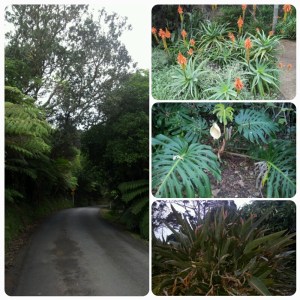 Une flore assez luxuriante que ce soit en ville ou sur les chemins...