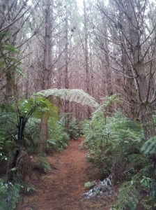 On se croirait presque dans les Landes ! :-P