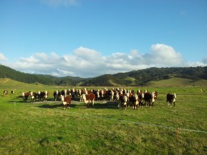Dédicace Séverine ! J'ai vu des vaches :-P