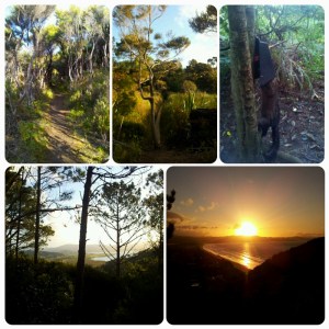 Du bush, du sentier à travers des marécages, des vues sur Matarangi, un coucher de soleil et un truc qui m'a fait sursauter !