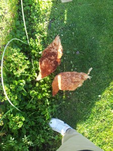 Rapide état des lieux du jardin en bonne compagnie...