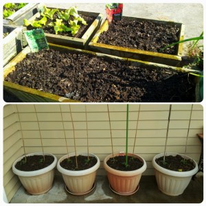 Petit jardin deviendra grand...