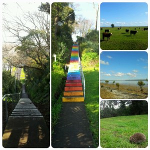 Jacob's ladder, c'est l'escalier populaire de Thames; Encore des vaches; le pont Kopu; William le hérisson