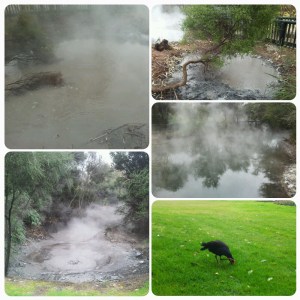 Des geysers, du soufre et un pukeko...