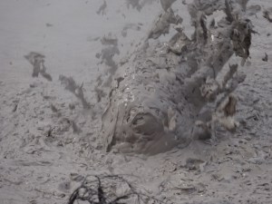 Merci Céline pour cette belle photo !