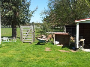 C'est l'heure des bananes !